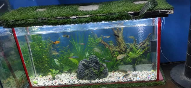 FISH AQUARIUM
