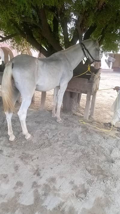 gohri confirm breeder bht khubsurat sawari ki bhot achi