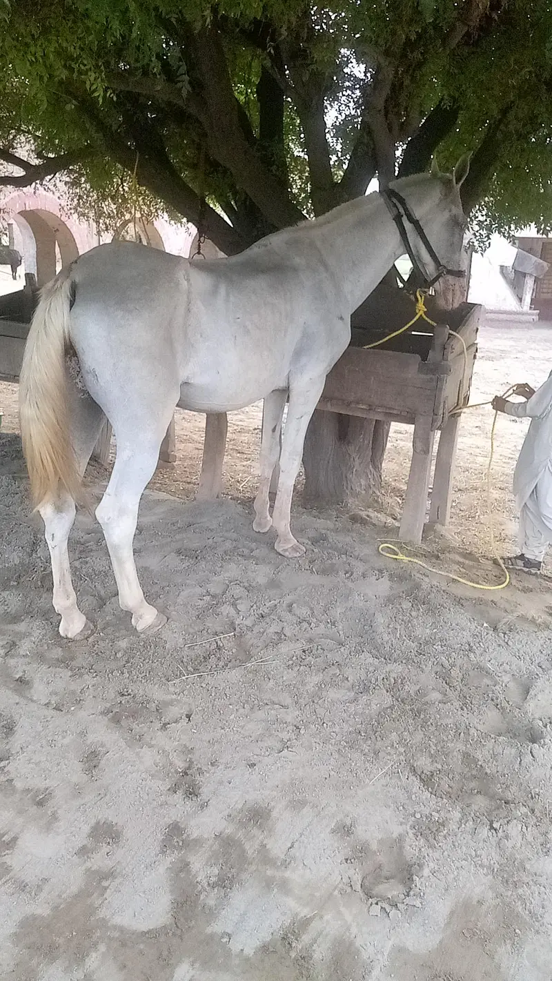 gohri confirm breeder bht khubsurat sawari ki bhot achi — photo 2