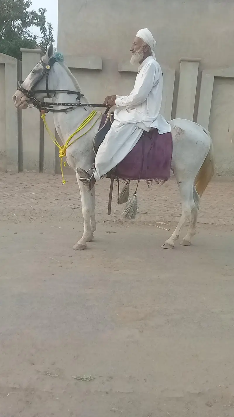 gohri confirm breeder bht khubsurat sawari ki bhot achi — photo 3