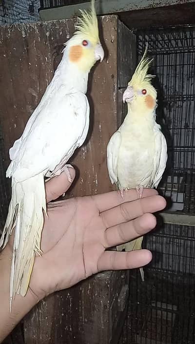 Cocktail Hand Tamed Pair 0 bite