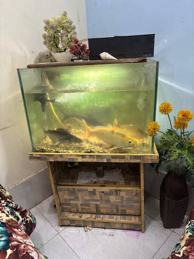 Complete Aquarium Setup With Lights,Filter, Accessories & 4 Big Fishes