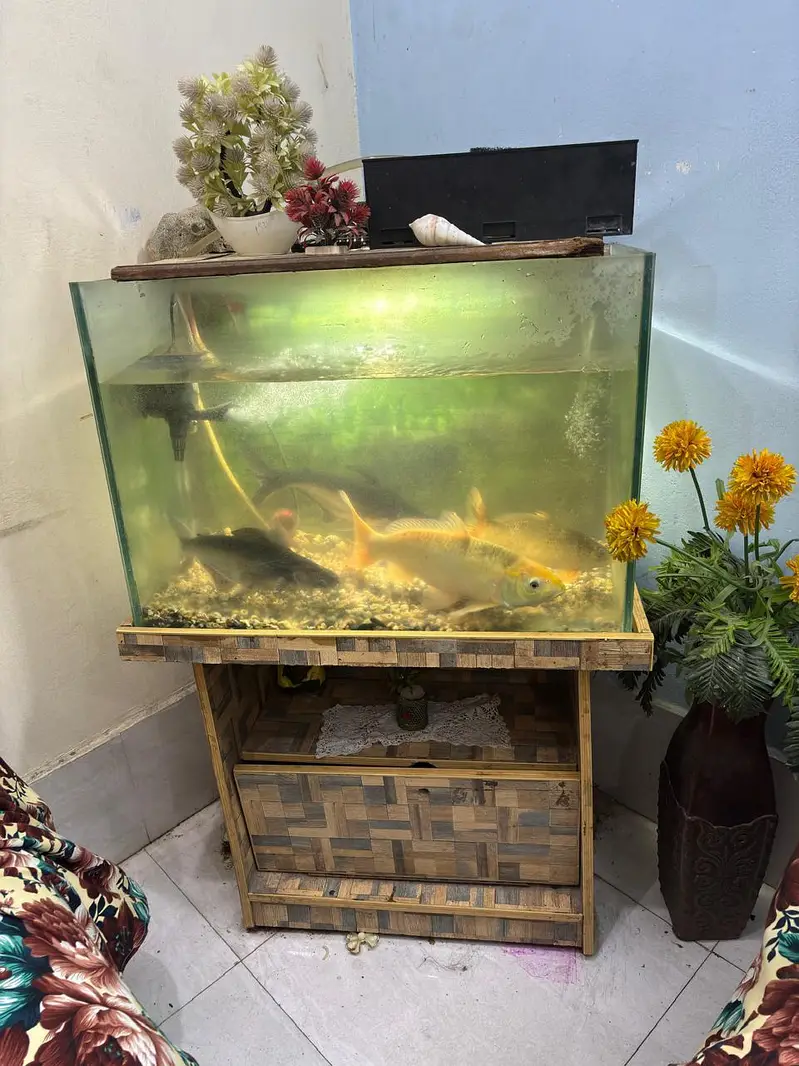 Complete Aquarium Setup With Lights,Filter, Accessories & 4 Big Fishes