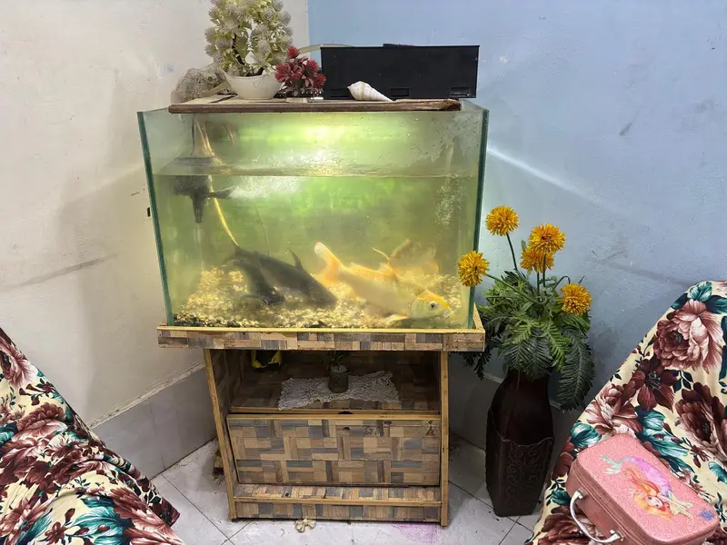 Complete Aquarium Setup With Lights,Filter, Accessories & 4 Big Fishes — photo 2
