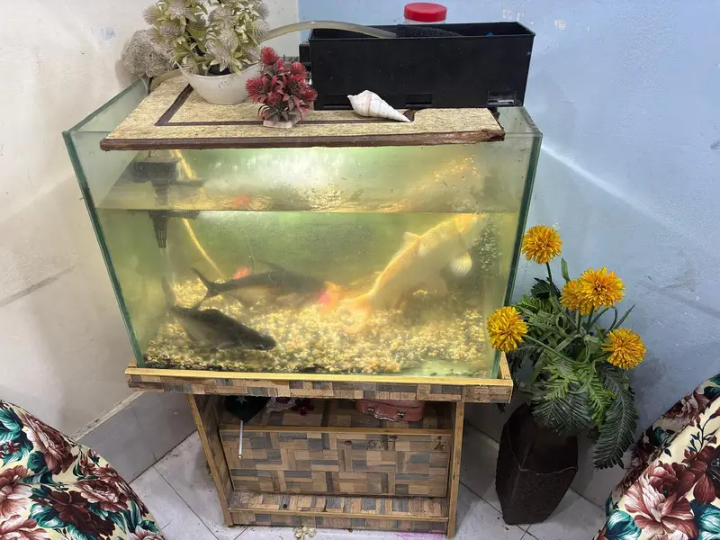Complete Aquarium Setup With Lights,Filter, Accessories & 4 Big Fishes — photo 3