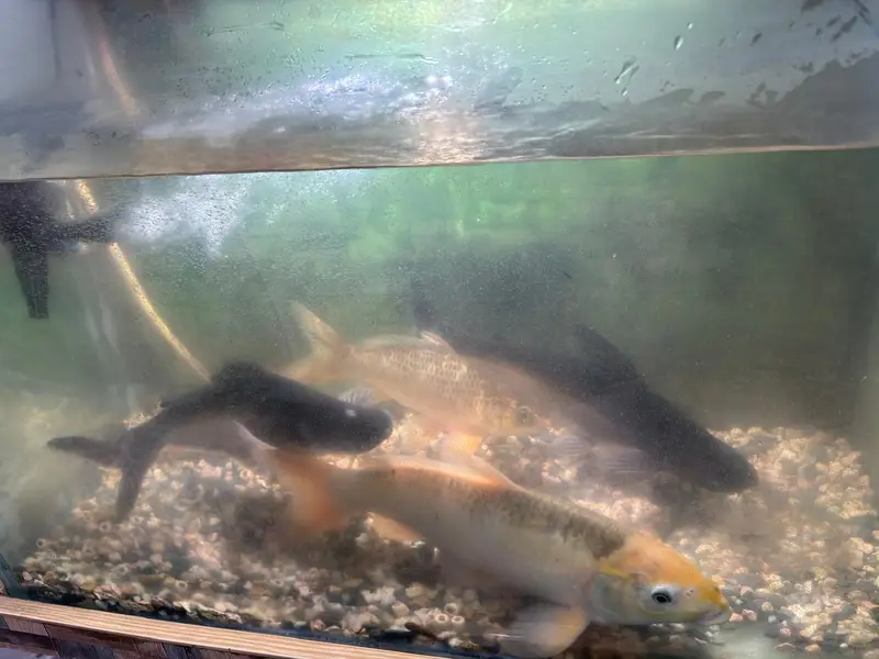 Complete Aquarium Setup With Lights,Filter, Accessories & 4 Big Fishes — photo 4