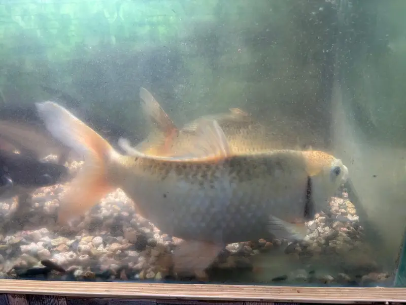 Complete Aquarium Setup With Lights,Filter, Accessories & 4 Big Fishes — photo 6