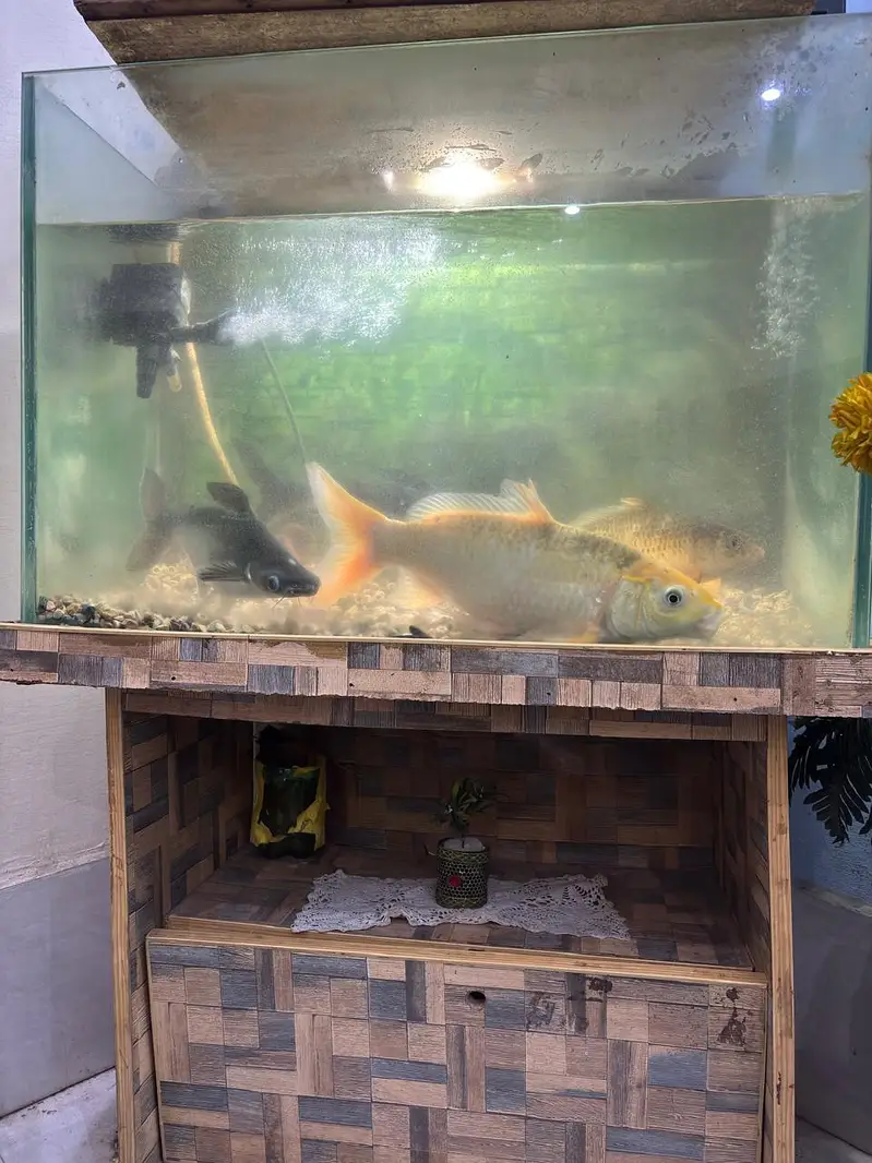 Complete Aquarium Setup With Lights,Filter, Accessories & 4 Big Fishes — photo 7
