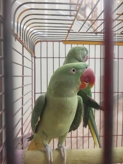 Hand tame raw parrot female