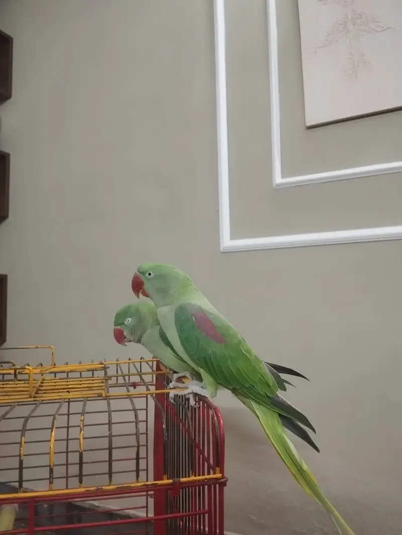 Hand tame raw parrot female — photo 2