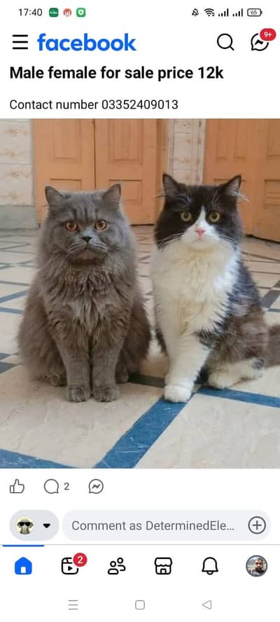 We have cute persian pair