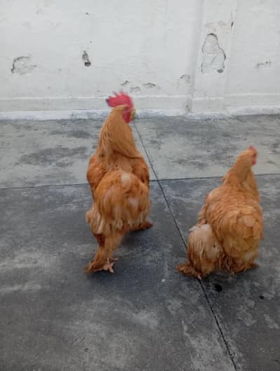 Golden Buff Healthy