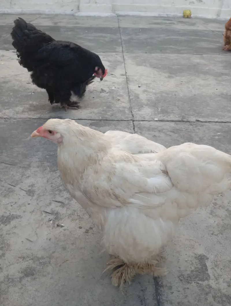 Golden Buff Healthy — photo 2