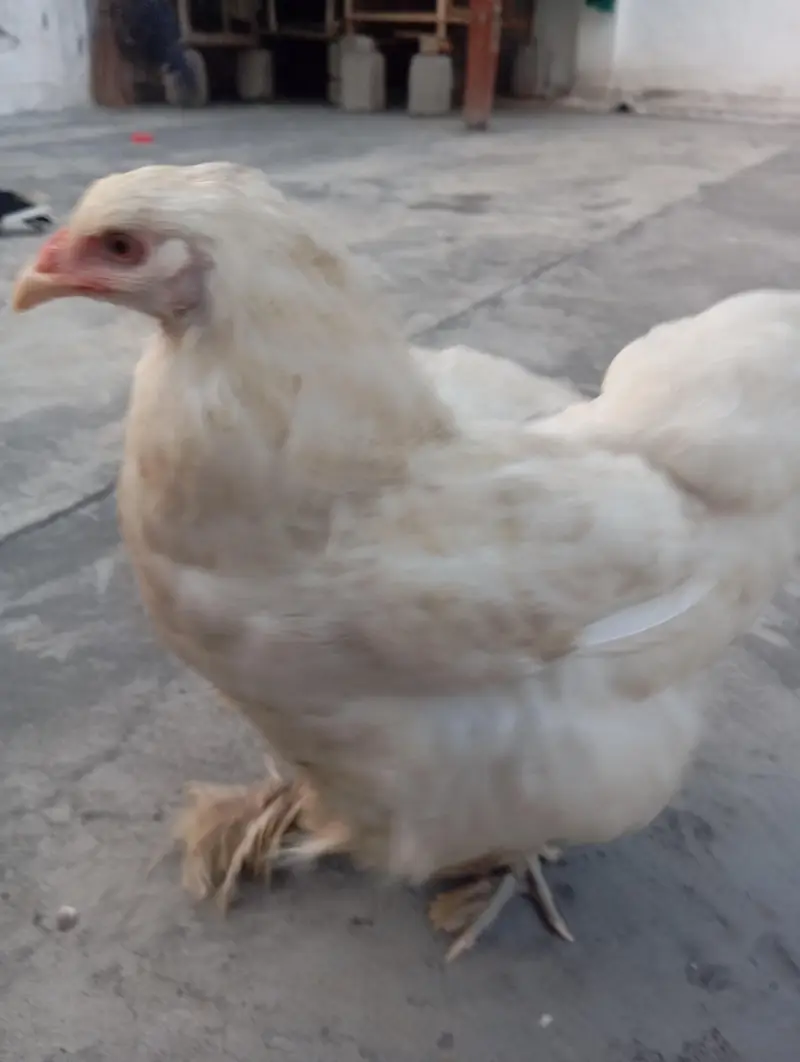 Golden Buff Healthy — photo 3