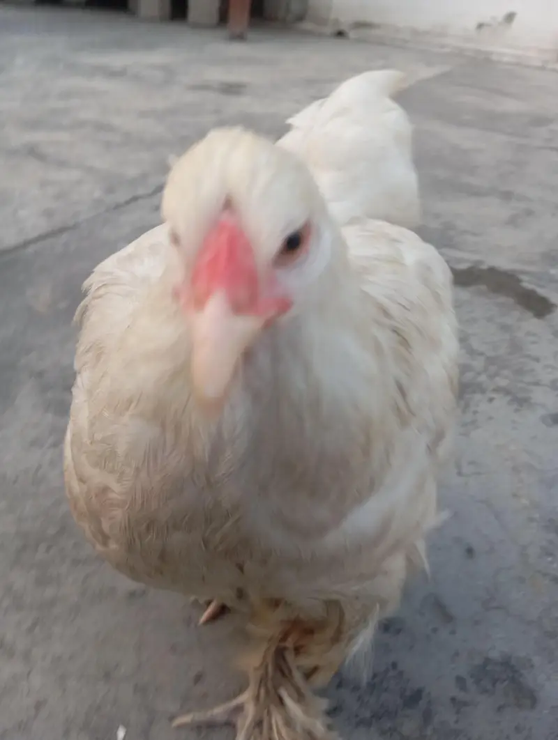 Golden Buff Healthy — photo 5