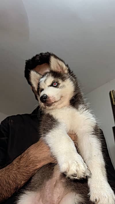 Siberian husky puppy