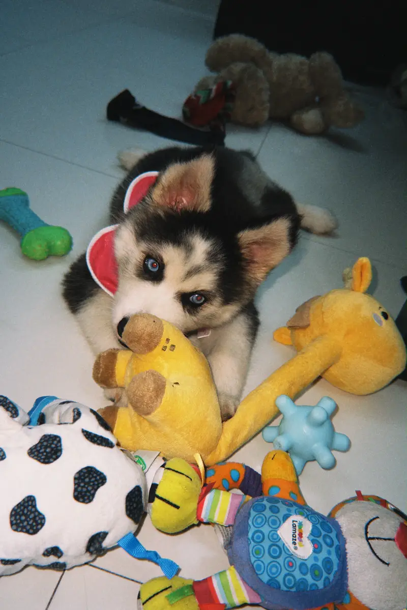 Siberian husky puppy — photo 2