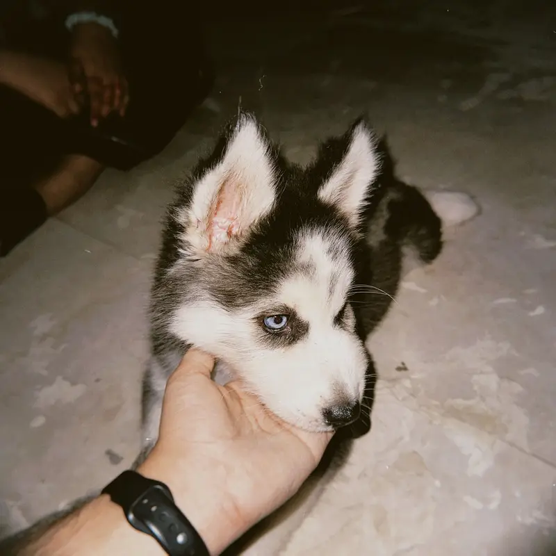 Siberian husky puppy — photo 3
