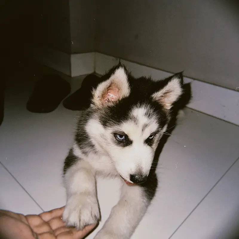 Siberian husky puppy — photo 4