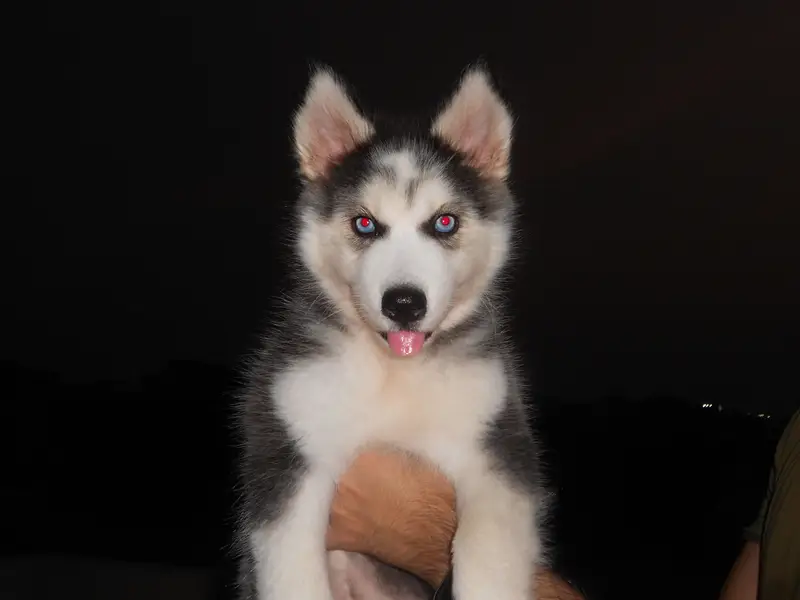 Siberian husky puppy — photo 5