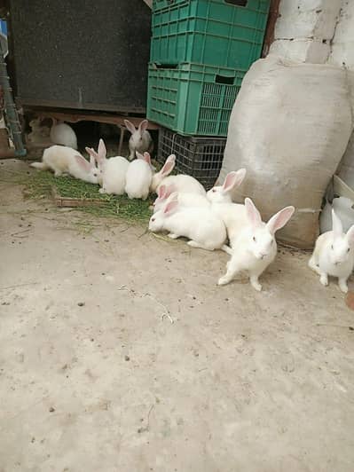 rabbit breeders pair