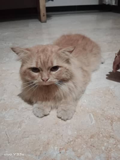 cat for sale