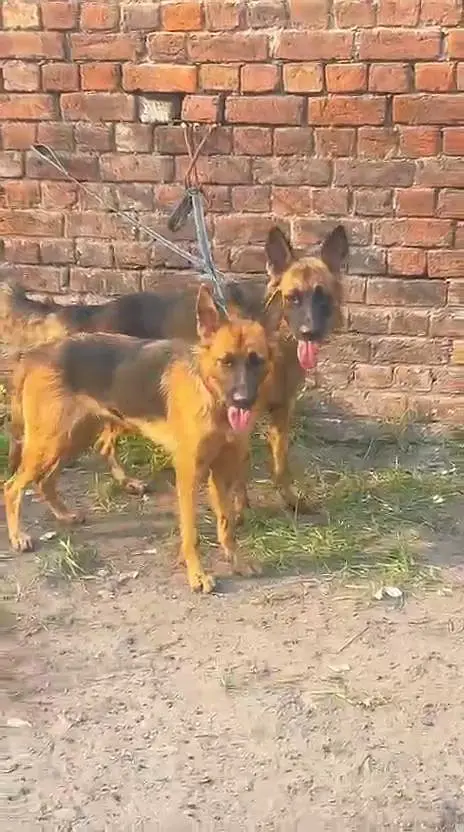 BALJIM SAPRAD MALE FEMALE PAIR AVAILABLE NEW HOME