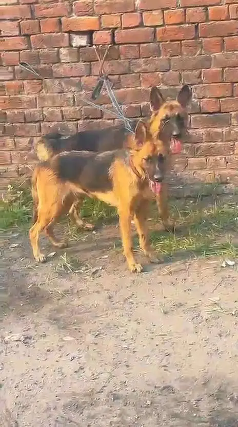 BALJIM SAPRAD MALE FEMALE PAIR AVAILABLE NEW HOME — photo 2