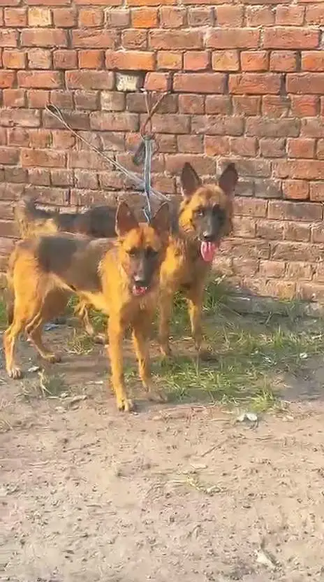 BALJIM SAPRAD MALE FEMALE PAIR AVAILABLE NEW HOME — photo 3