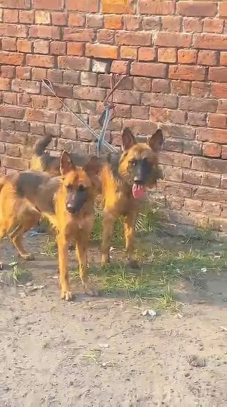 BALJIM SAPRAD MALE FEMALE PAIR AVAILABLE NEW HOME — photo 4