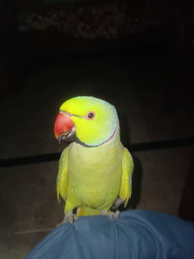 BEST PARROT