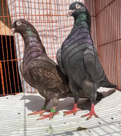 ambuer serha pigeons bredr pair