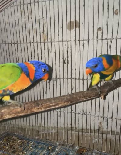 Red collar lory pair