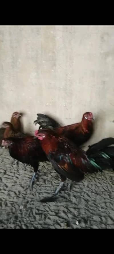 siddiqi exotic birds