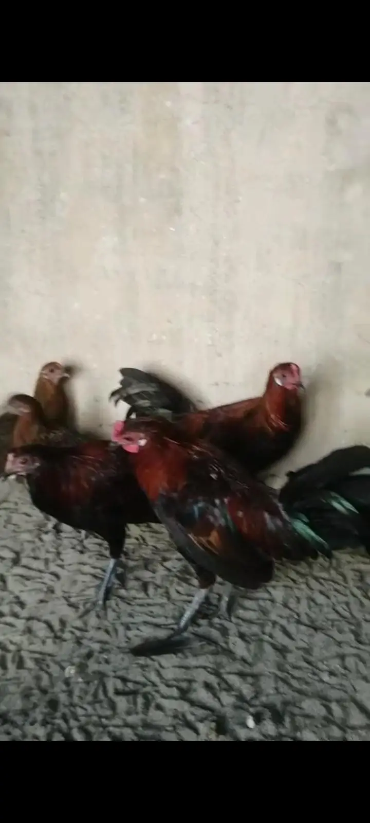 siddiqi exotic birds
