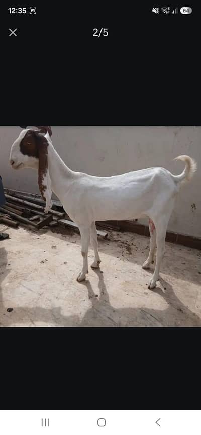 kamori gulabi cross bakri ,or tapri bakri
