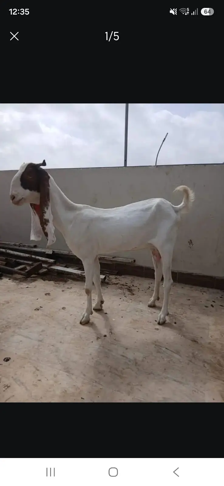 kamori gulabi cross bakri ,or tapri bakri — photo 2