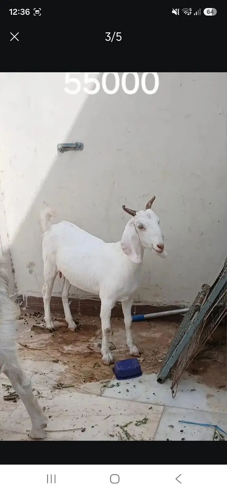 kamori gulabi cross bakri ,or tapri bakri — photo 4