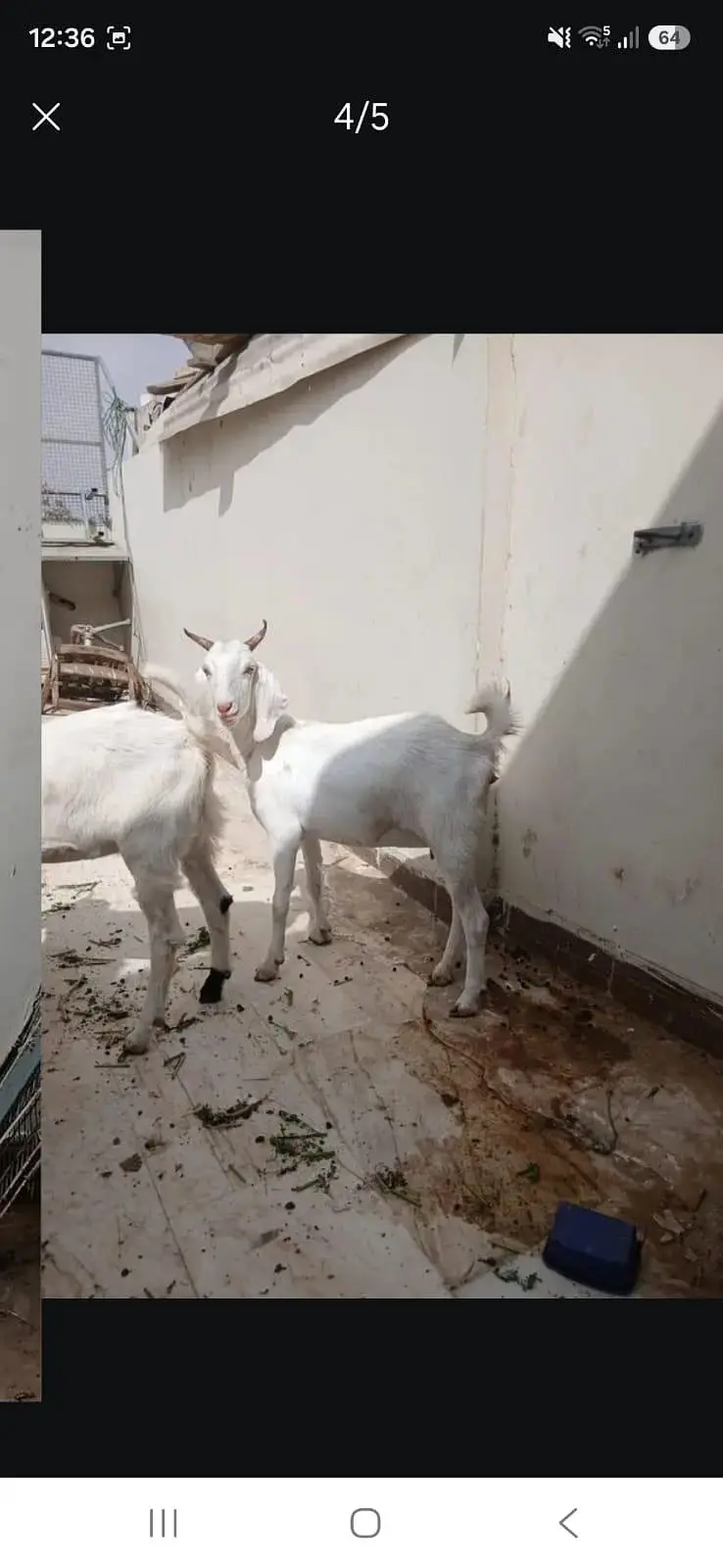kamori gulabi cross bakri ,or tapri bakri — photo 6