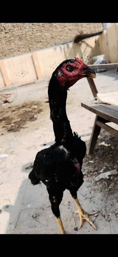 High quality birds long hight mazbot birds