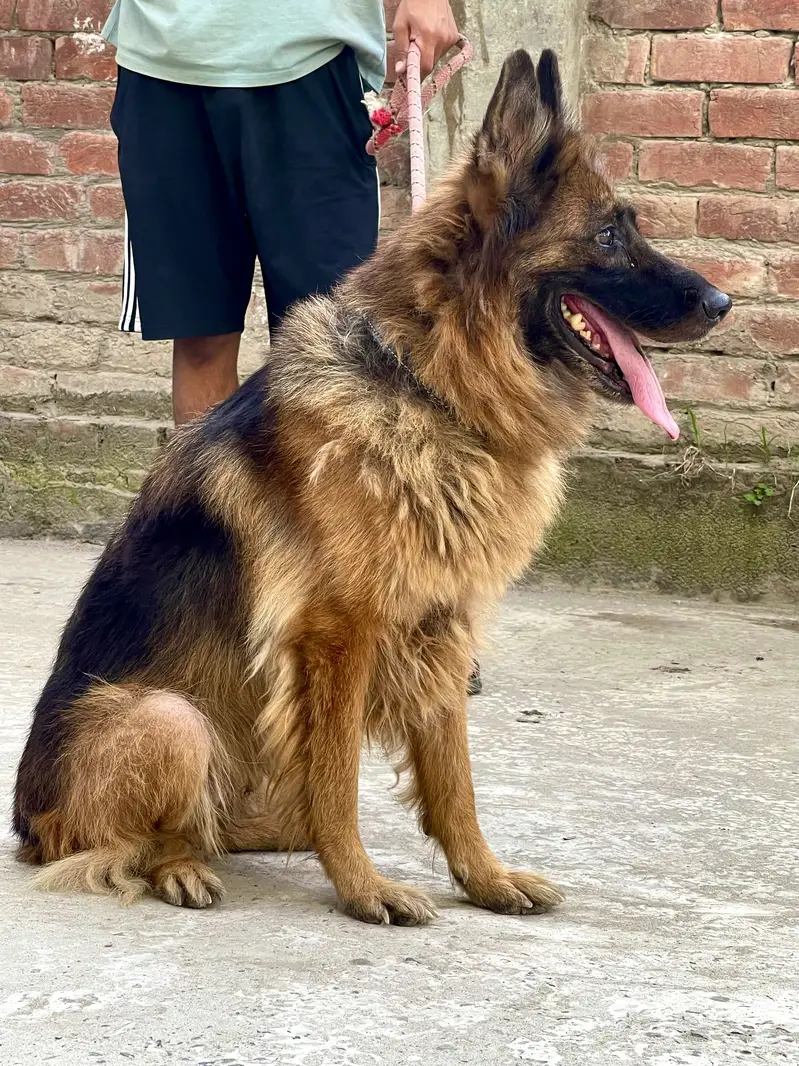 pragnent German shephard Female For sale — photo 2