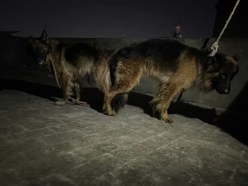 pragnent German shephard Female For sale — photo 3