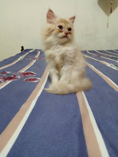 Pesian Fawn Male Kitten for Sale
