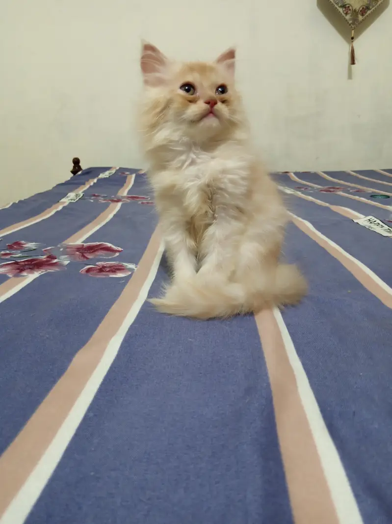 Pesian Fawn Male Kitten for Sale — photo 2