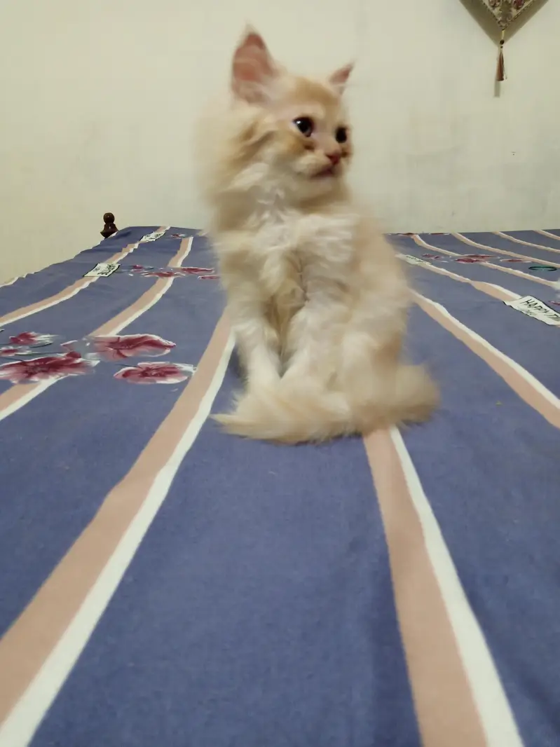 Pesian Fawn Male Kitten for Sale — photo 3