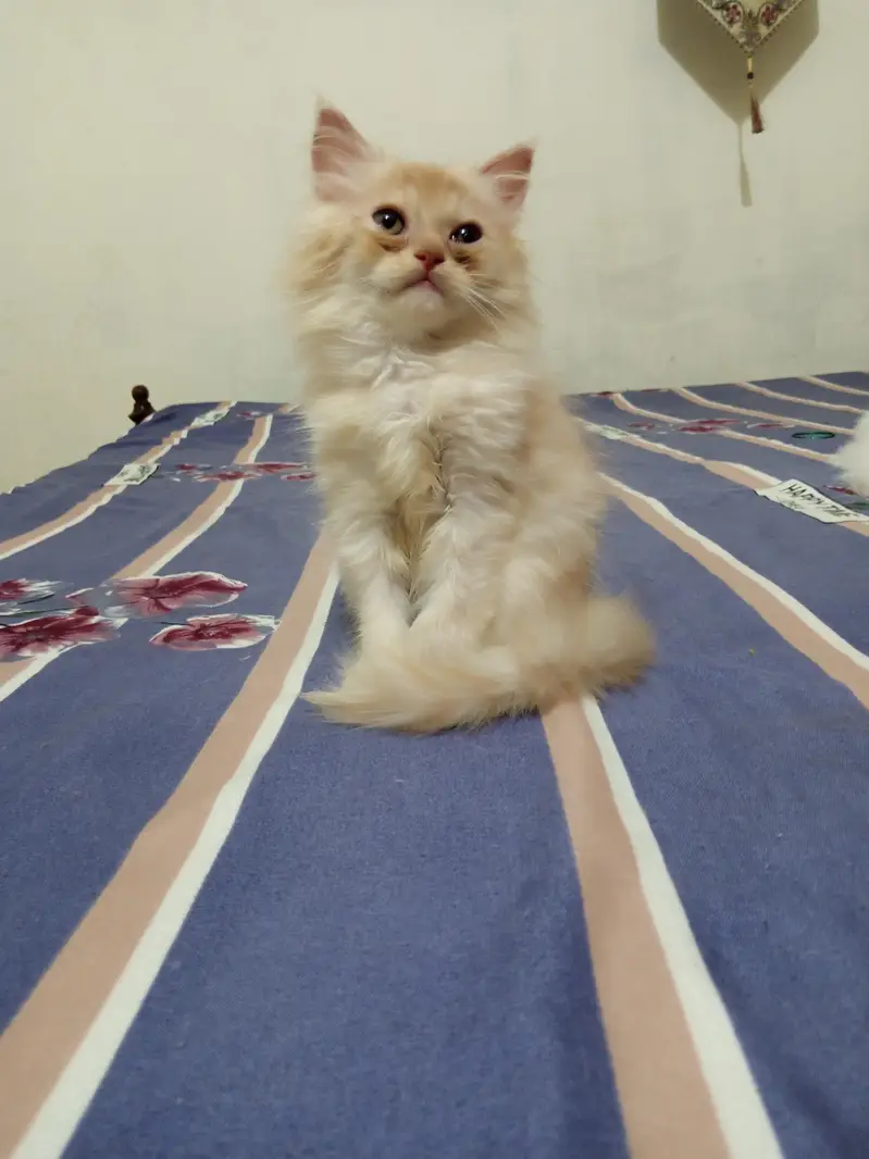 Pesian Fawn Male Kitten for Sale — photo 4