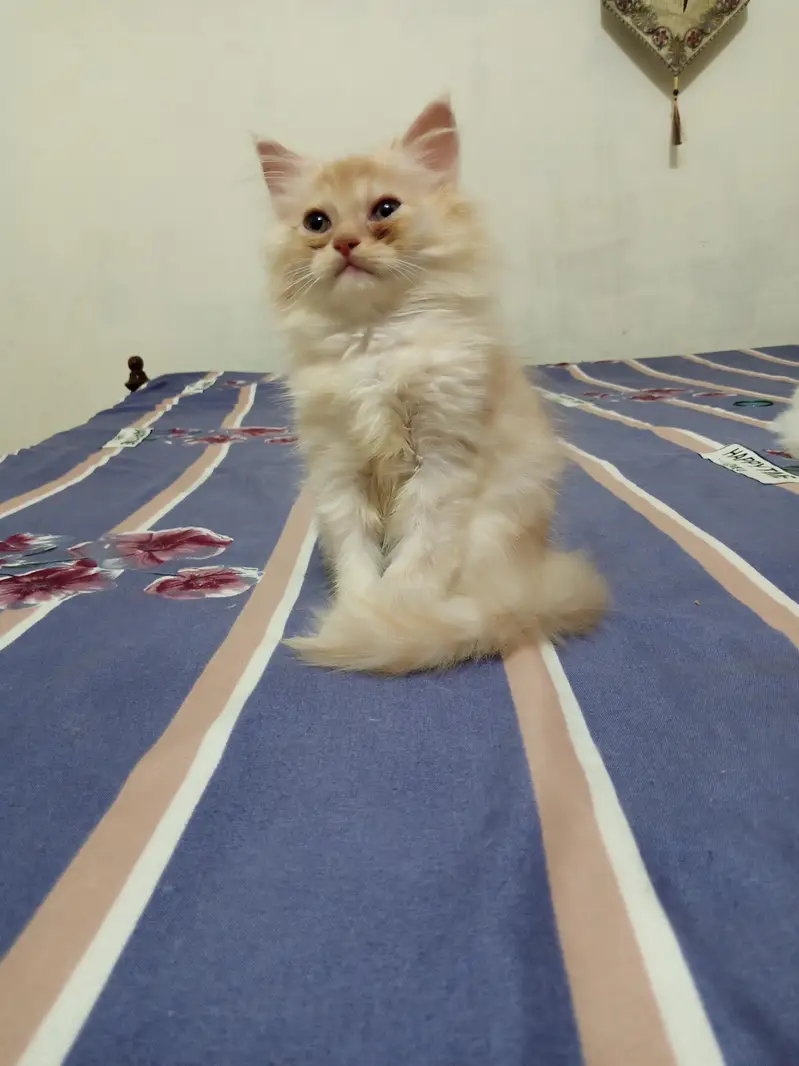 Pesian Fawn Male Kitten for Sale — photo 6