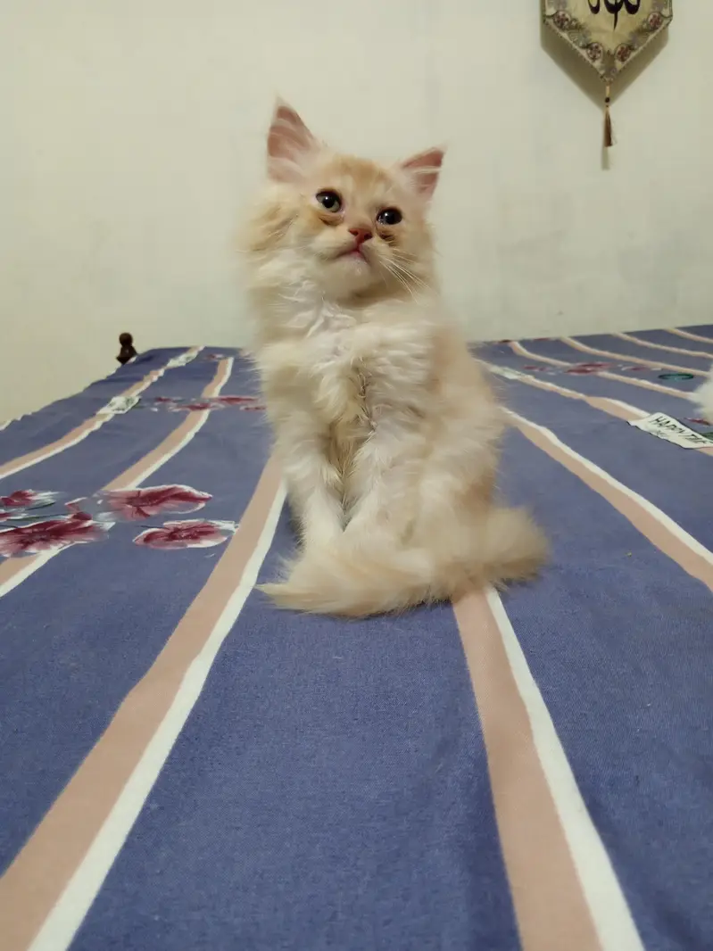Pesian Fawn Male Kitten for Sale — photo 7