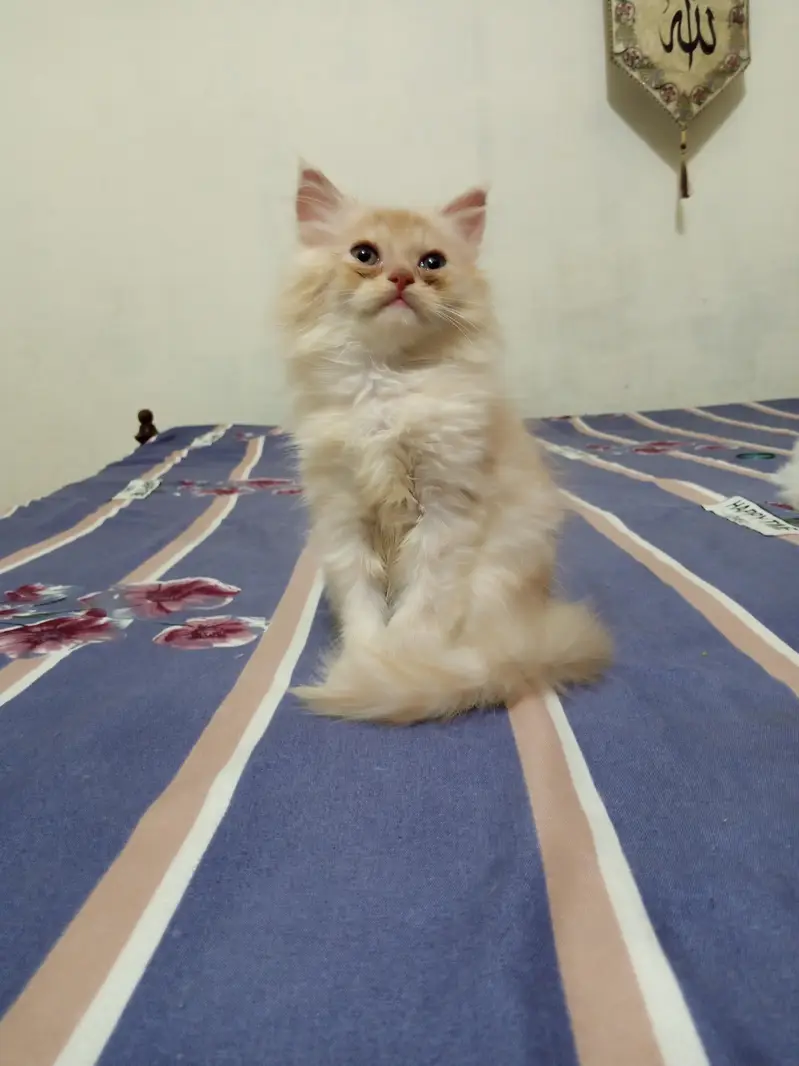 Pesian Fawn Male Kitten for Sale — photo 8
