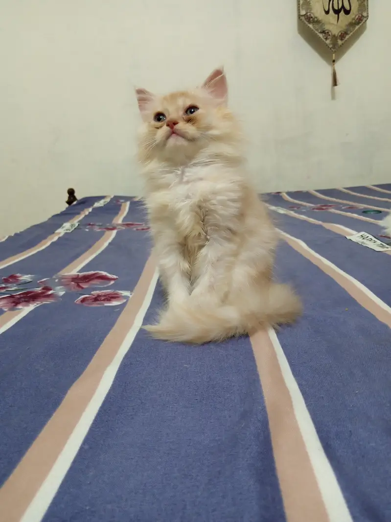 Pesian Fawn Male Kitten for Sale — photo 9